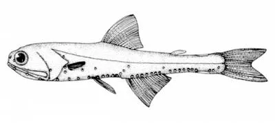 Garnet lanternfish (Stenobrachius nannochir)