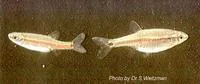 Garnet minnow (Aphyocypris lini)