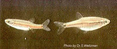 Garnet minnow (Aphyocypris lini)