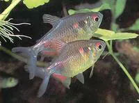 Garnet tetra (Hemigrammus pulcher)
