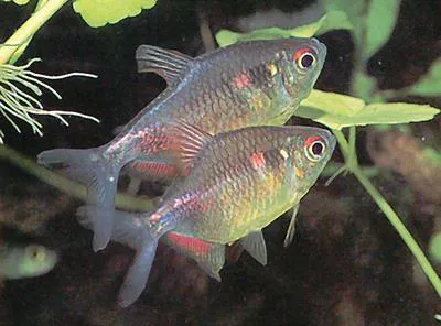 Garnet tetra (Hemigrammus pulcher)