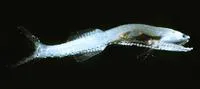 Garrick (Cyclothone braueri)