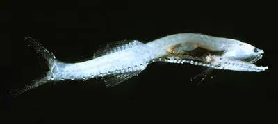 Garrick (Cyclothone braueri)