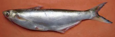 Garua Bachcha (Clupisoma garua)