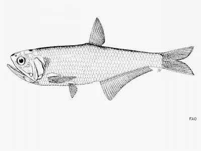 Gautama thryssa (Thryssa gautamiensis)