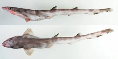 Gecko catshark (Galeus eastmani)