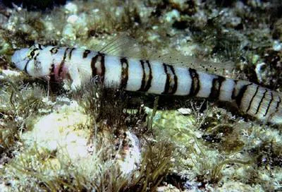 Gecko goby (Chriolepis zebra)