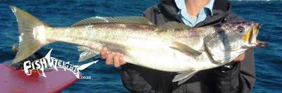 Geelbeck croaker (Atractoscion aequidens)