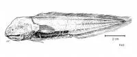Gelatinous blindfish (Aphyonus gelatinosus)