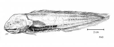 Gelatinous blindfish (Aphyonus gelatinosus)