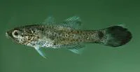 Gelatinous cardinalfish (Pseudamia gelatinosa)