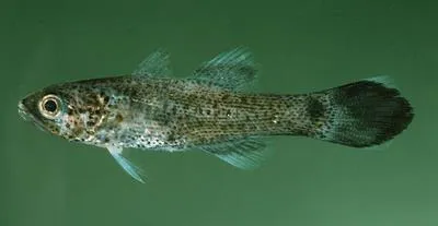 Gelatinous cardinalfish (Pseudamia gelatinosa)