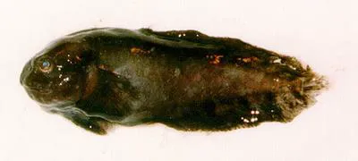 Gelatinous snailfish (Liparis fabricii)