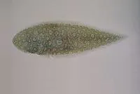 Genko sole (Cynoglossus interruptus)