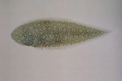 Genko sole (Cynoglossus interruptus)