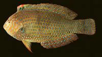 Geoffroy's wrasse (Macropharyngodon geoffroy)