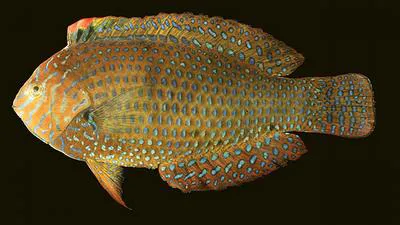 Geoffroy's wrasse (Macropharyngodon geoffroy)