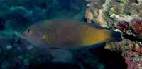 Geographic wrasse (Anampses geographicus)
