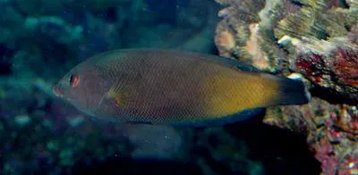 Geographic wrasse (Anampses geographicus)