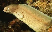 Geometric moray (Gymnothorax griseus)