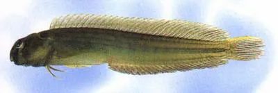 Germain's blenny (Omobranchus germaini)