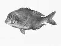 German seabream (Polyamblyodon germanum)