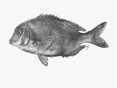 German seabream (Polyamblyodon germanum)