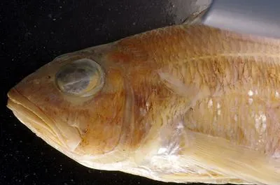 Ghanean comber (Serranus accraensis)