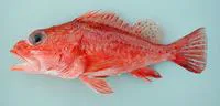 Ghanean rockfish (Pontinus accraensis)