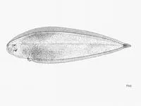 Ghanian tonguesole (Cynoglossus cadenati)