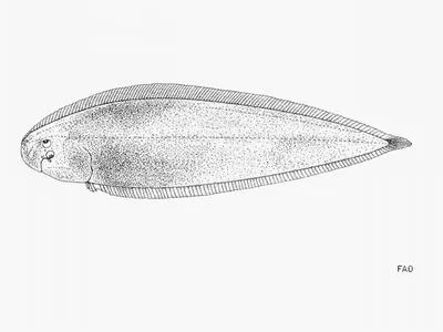 Ghanian tonguesole (Cynoglossus cadenati)