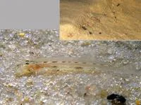 Ghost candiru (Stauroglanis gouldingi)