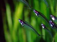 Ghost Catfish (Kryptopterus minor)