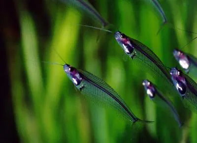 Ghost Catfish (Kryptopterus minor)