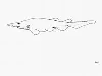 Ghost catshark (Apristurus manis)