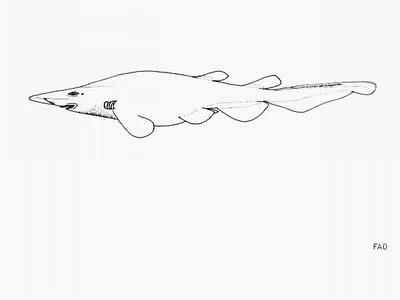 Ghost catshark (Apristurus manis)