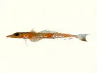 Ghost flathead (Hoplichthys regani)