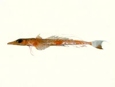 Ghost flathead (Hoplichthys regani)