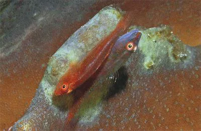 Ghost goby (Pleurosicya muscarum)
