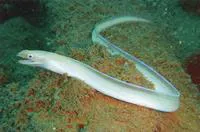Ghost moray (Gymnothorax phasmatodes)