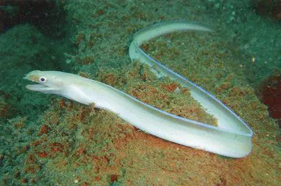 Ghost moray (Gymnothorax phasmatodes)