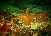 Ghost pipefish (Solenostomus cyanopterus)