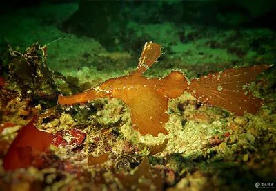 Ghost pipefish (Solenostomus cyanopterus)