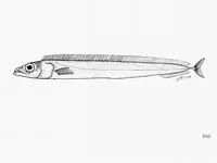Ghost scabbardfish (Lepidopus manis)