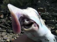 Ghost shark, Elephant shark (Callorhinchus milii)
