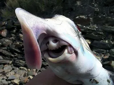 Ghost shark, Elephant shark (Callorhinchus milii)