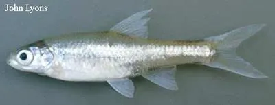 Ghost shiner (Notropis buchanani)