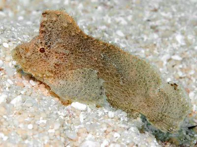 Ghost velvetfish (Cocotropus larvatus)