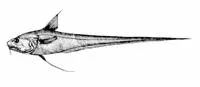 Ghostly grenadier (Coryphaenoides leptolepis)