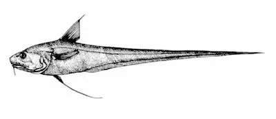 Ghostly grenadier (Coryphaenoides leptolepis)